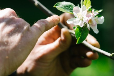 Pommier en fleurs