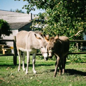 Jasmine et Ficelle