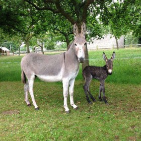 Jasmine et Ficelle