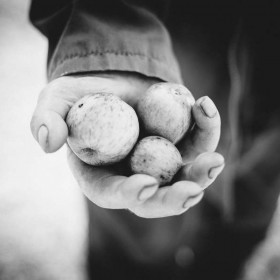 Ramassage des pommes