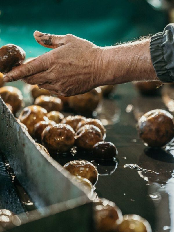 Main dans un cuvier manipulant des pommes de cidre humides au sein de la cidrerie Théo Capelle.