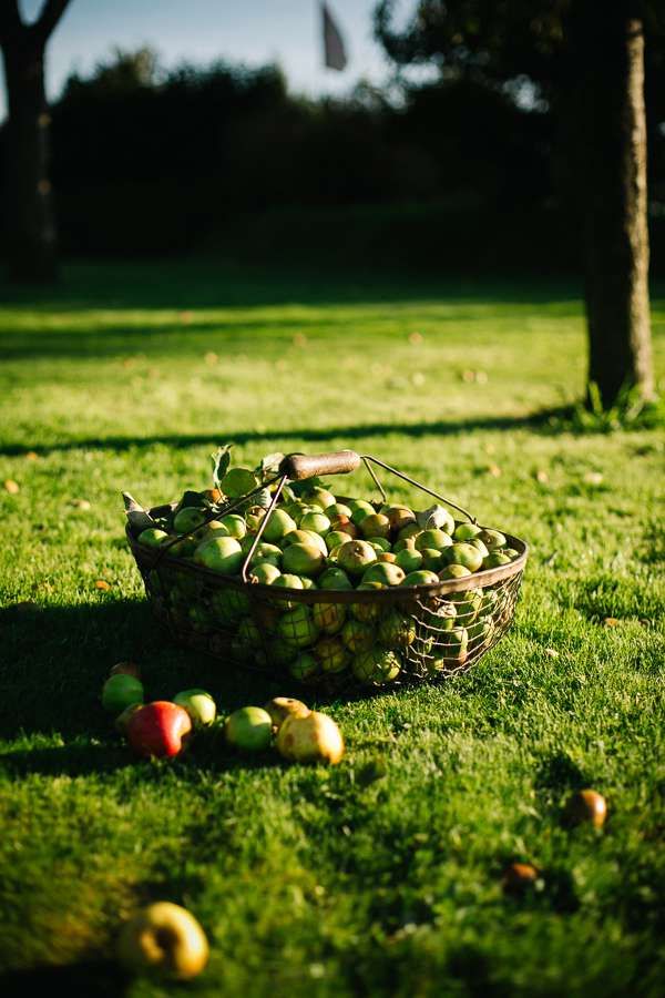 Panier en osier rempli de pommes sur une pelouse verte, symbolisant la récolte au cœur de la cidrerie.