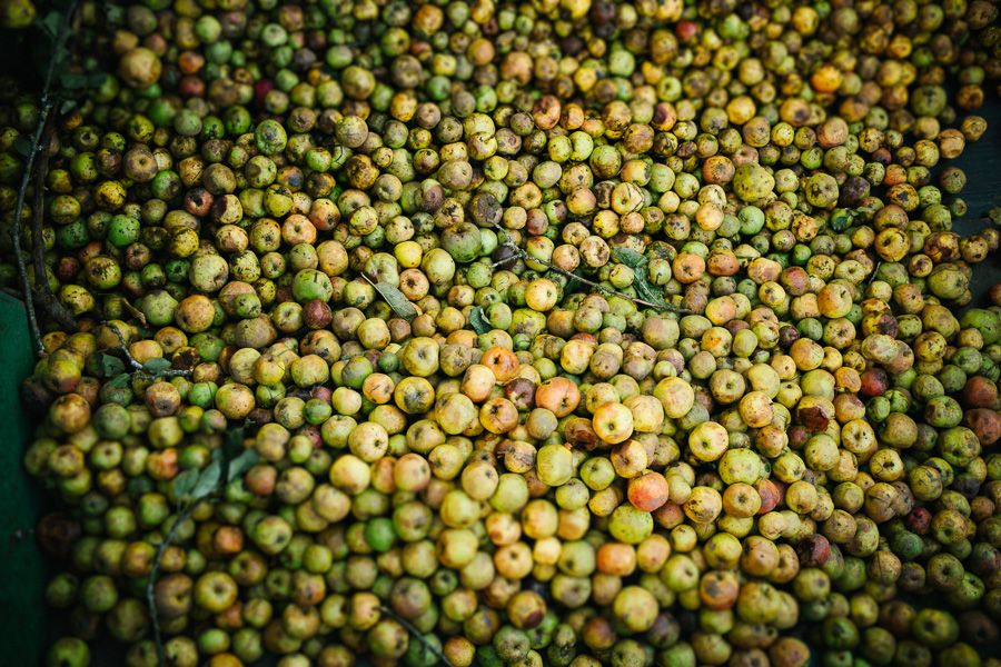 Pommes à cidre en vrac, prêtes pour la production de cidre à la Cidrerie-Distillerie Théo Capelle.