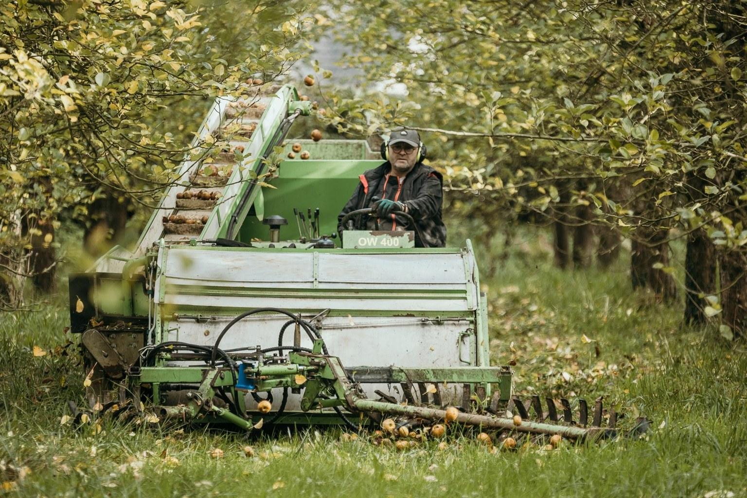 Récolte des pommes