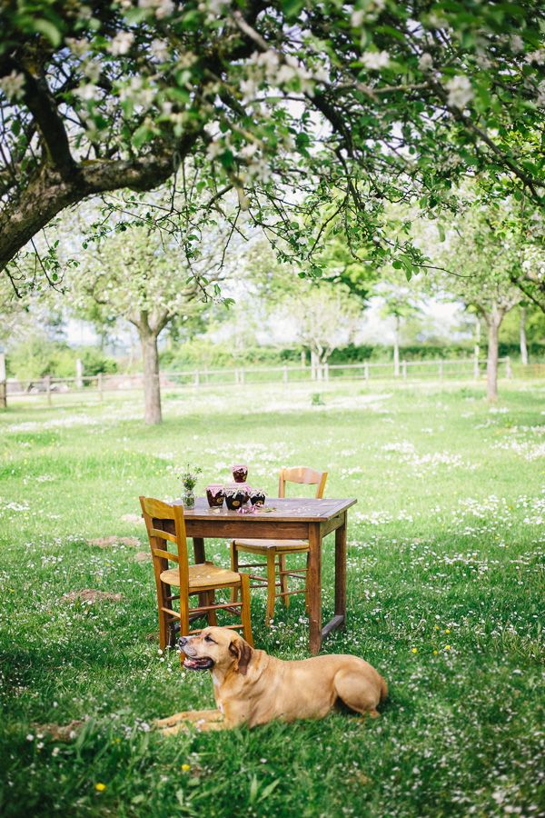 Un chien se repose sur l'herbe, près d'une table en bois avec des boissons, sous des arbres fleuris.