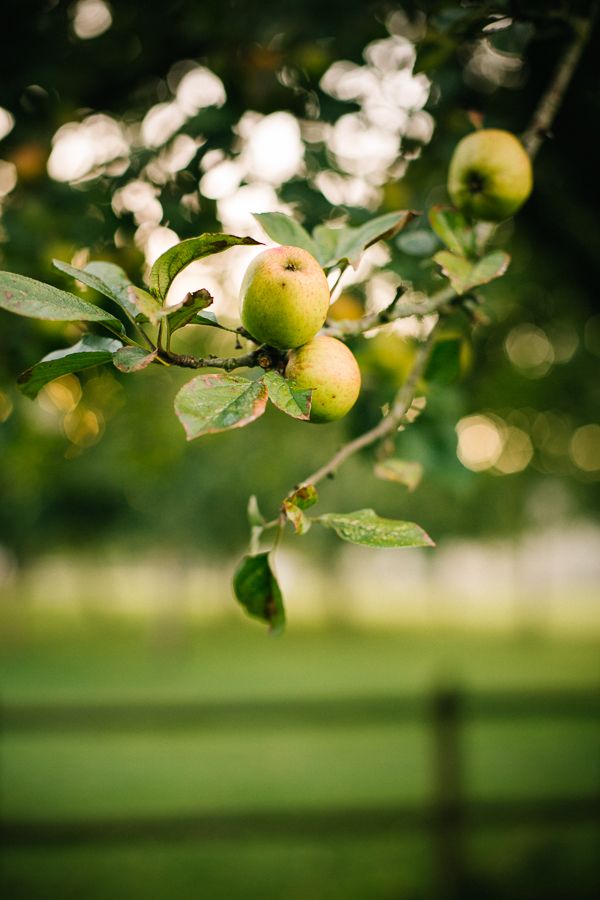 Branche avec des pommes vertes, symbolisant la production de cidre dans le Cotentin.