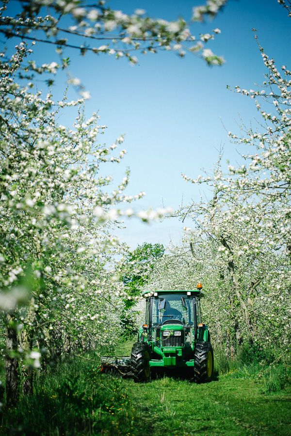Tracteur dans un verger fleuri, symbole de l'agriculture normande et de la production de cidre.