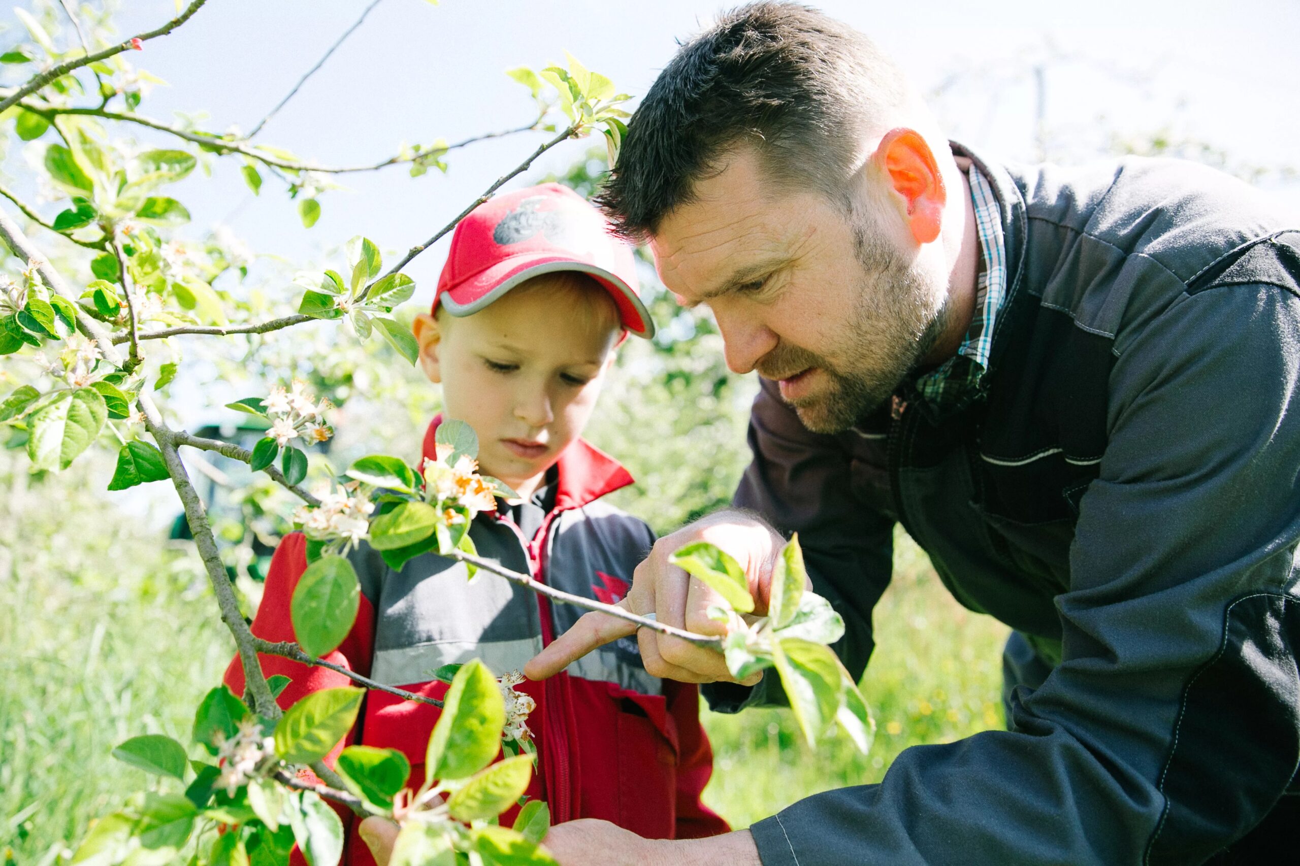 Théo Capelle explique a un jeune la floraison du pommier